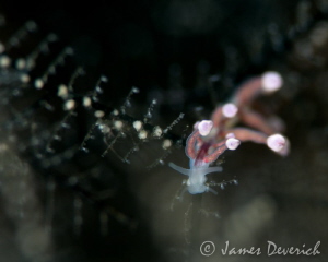 Eubranchus by James Deverich 